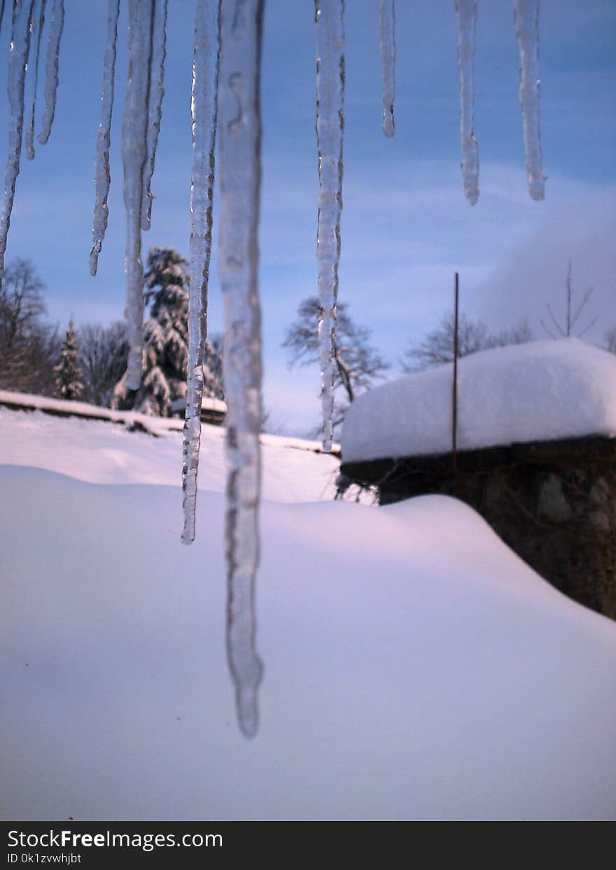 Snow, Winter, Freezing, Tree