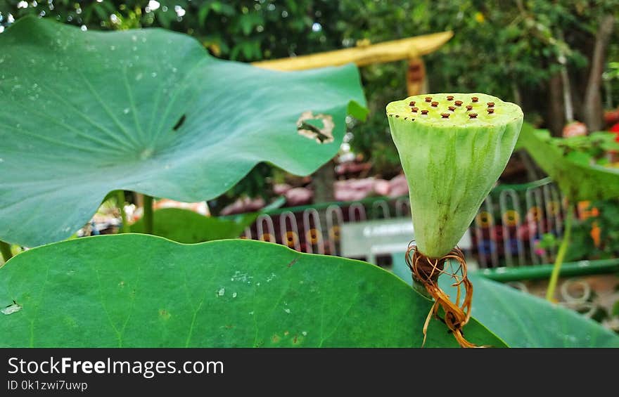 Leaf, Plant, Flora, Vegetation