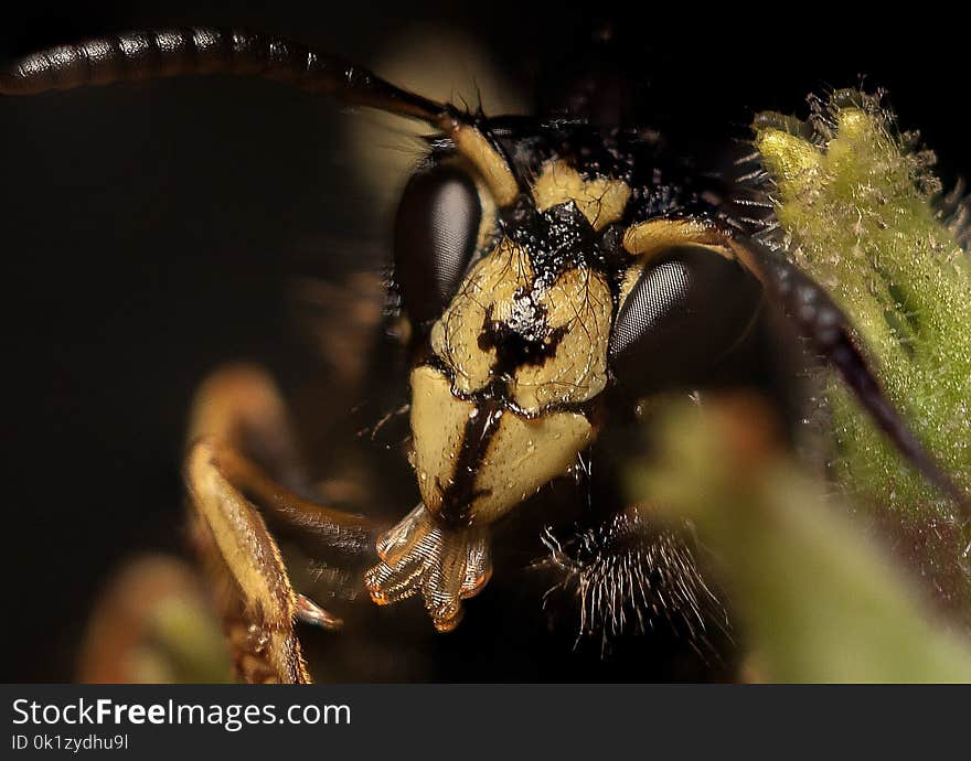 Insect, Invertebrate, Pest, Macro Photography