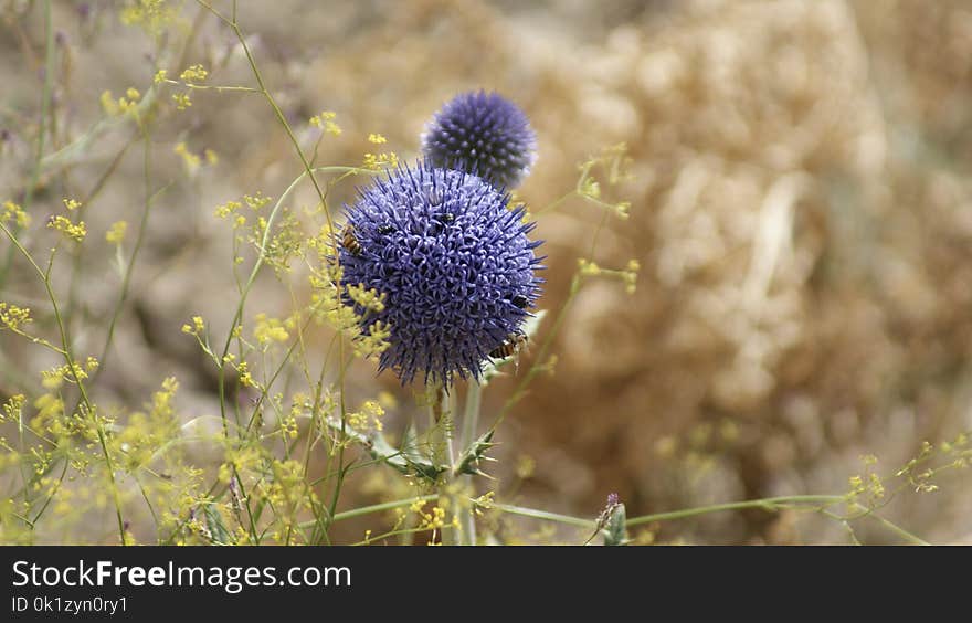 Flower, Flora, Plant, Purple