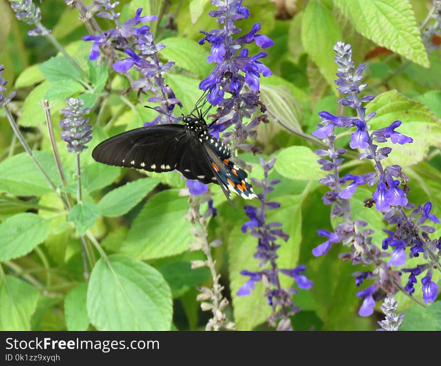 Butterfly, Plant, Insect, Moths And Butterflies