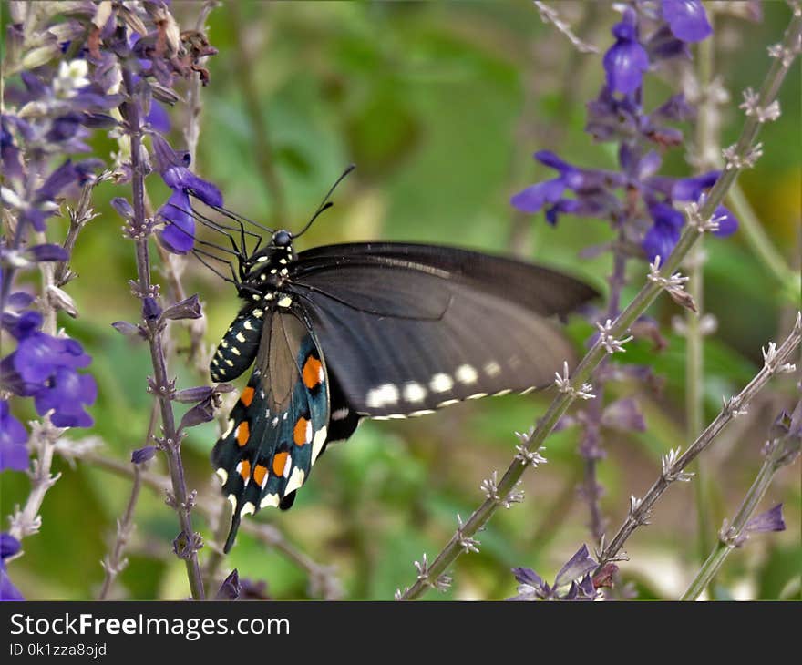 Butterfly, Moths And Butterflies, Insect, Brush Footed Butterfly