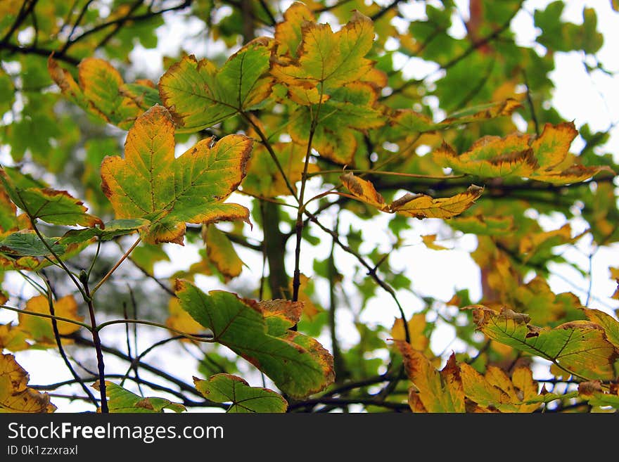 Leaf, Tree, Branch, Deciduous