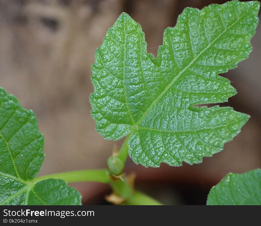 Leaf, Plant Pathology, Plant, Herb