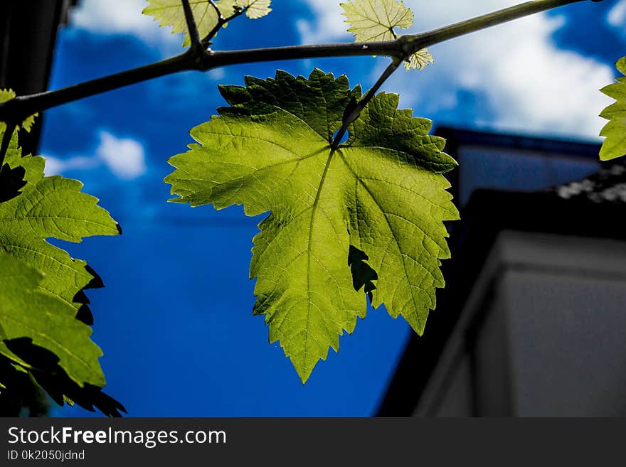 Leaf, Grape Leaves, Sky, Grapevine Family