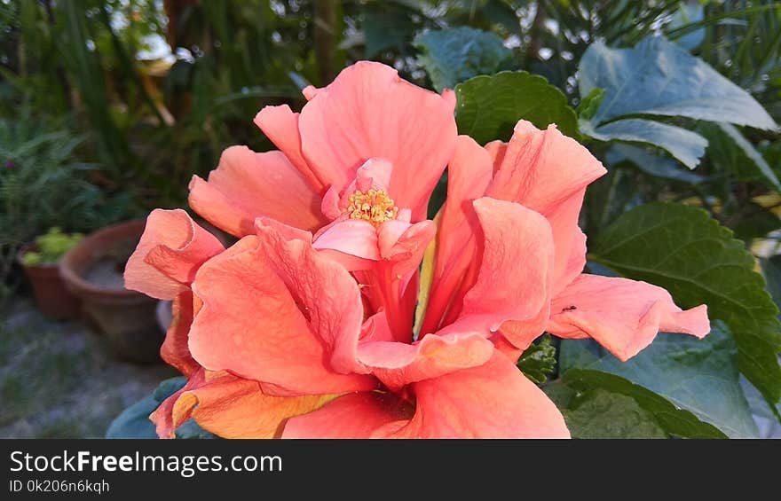 Flower, Plant, Pink, Flowering Plant