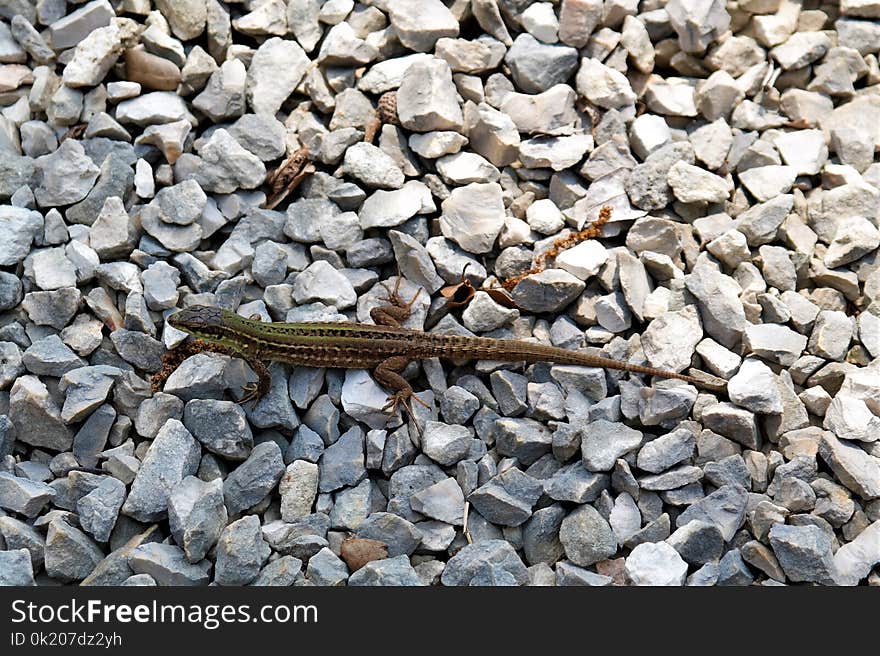 Reptile, Fauna, Scaled Reptile, Lacertidae