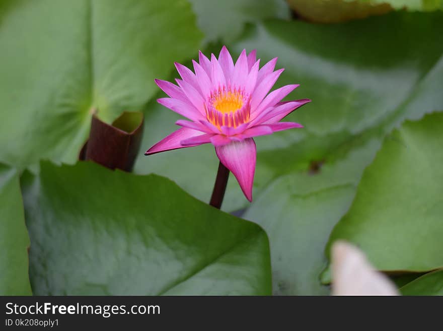 Flower, Plant, Sacred Lotus, Flora