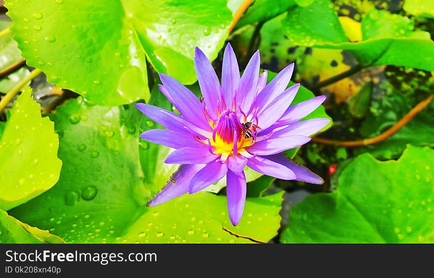 Flower, Flora, Plant, Aquatic Plant