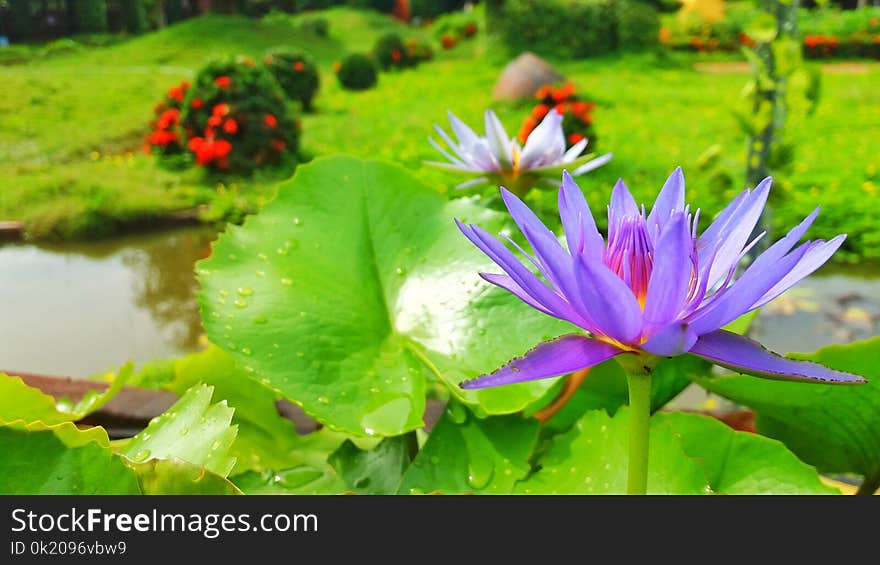 Flower, Plant, Water, Aquatic Plant