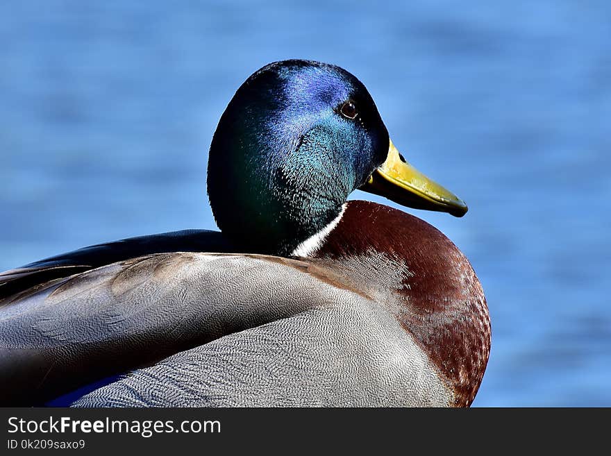 Duck, Bird, Mallard, Water Bird