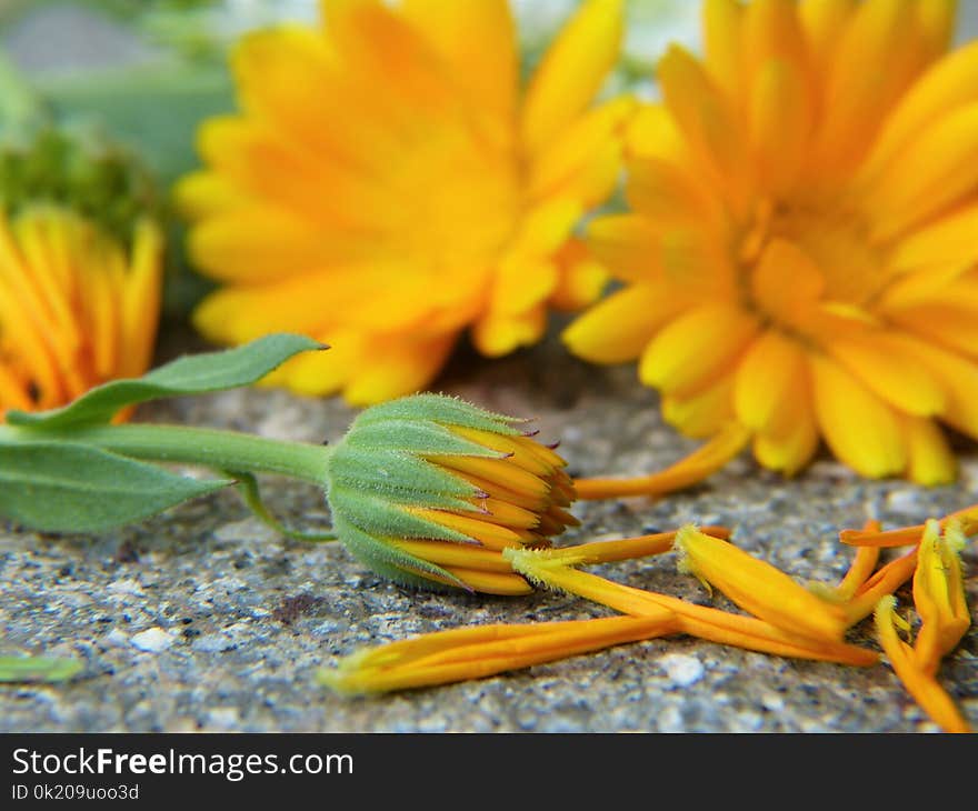 Flower, Yellow, Wildflower, Plant