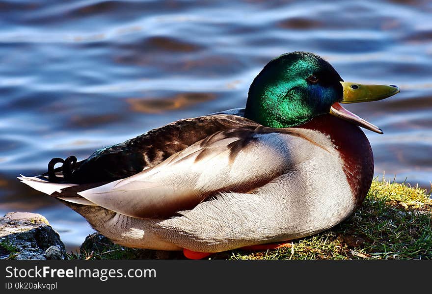 Bird, Duck, Mallard, Water Bird