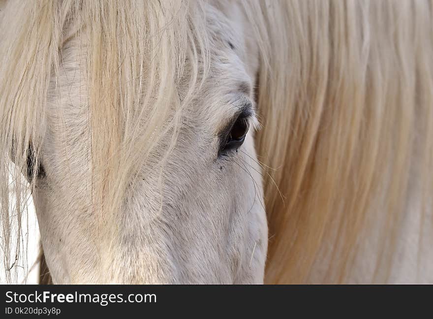 Hair, Horse, Mane, Horse Like Mammal