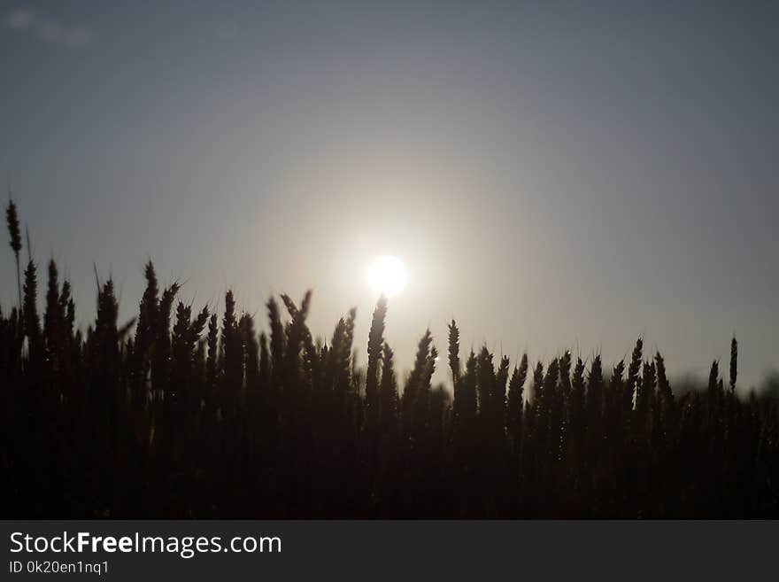 Sky, Atmosphere, Tree, Atmosphere Of Earth