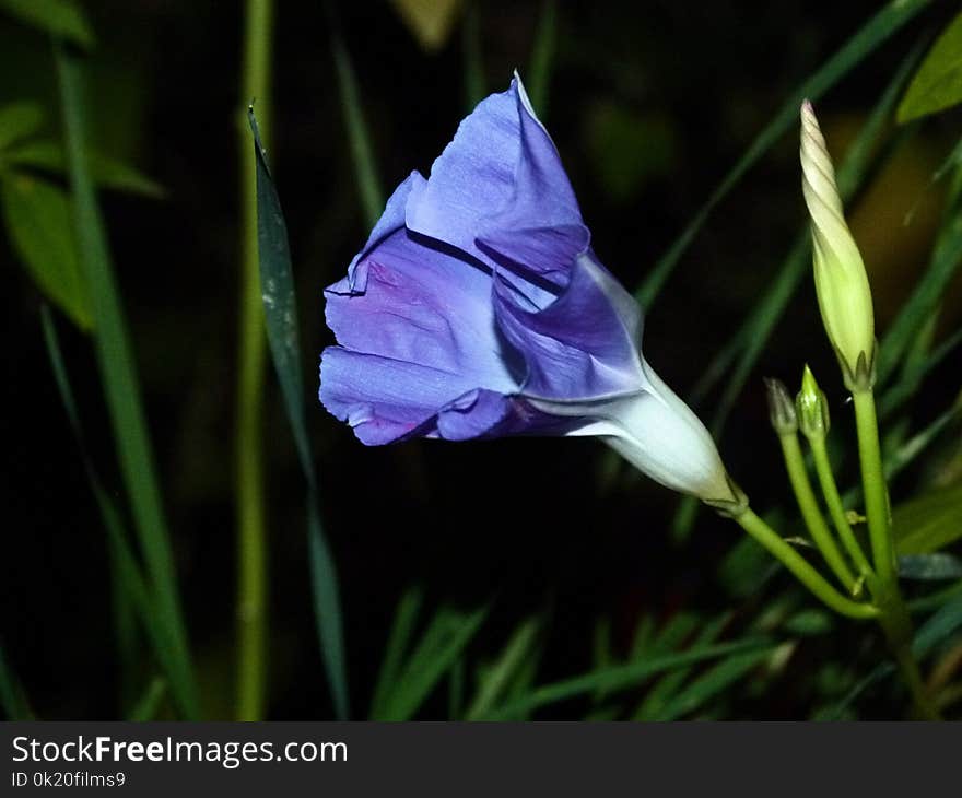 Flower, Plant, Flora, Wildflower