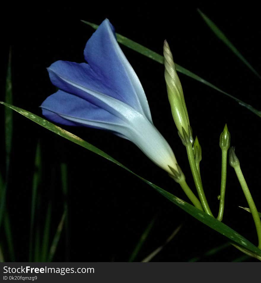 Plant, Flower, Flora, Crocus