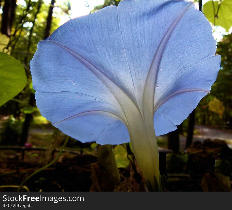 Plant, Flora, Flower, Leaf