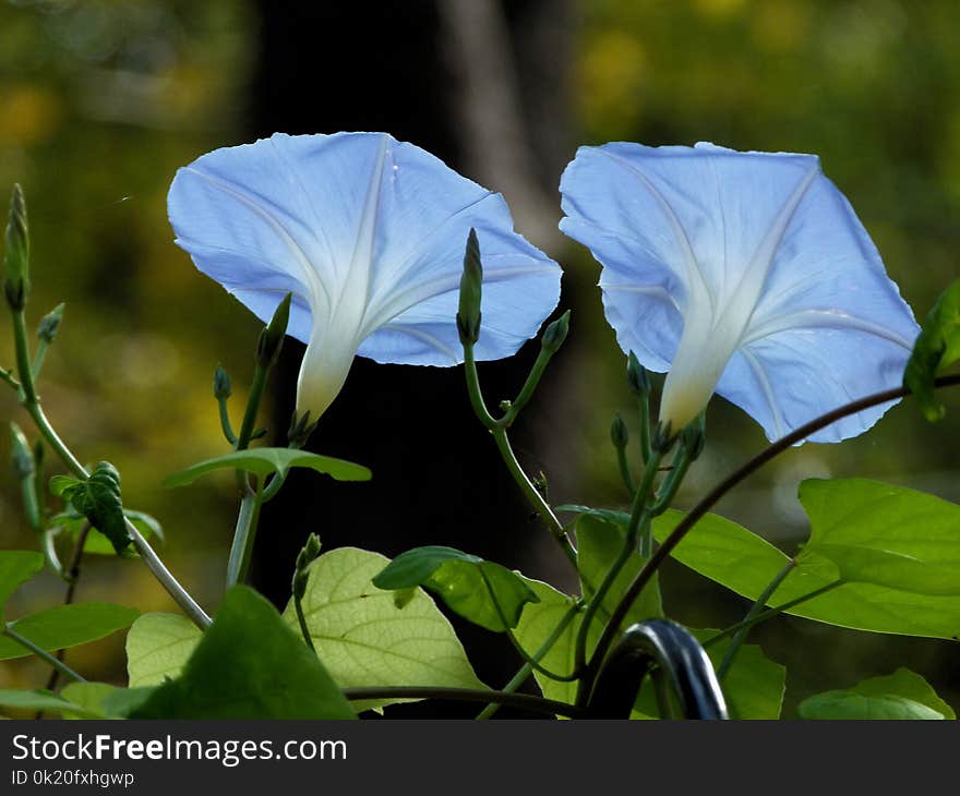 Plant, Flower, Flora, Morning Glory Family