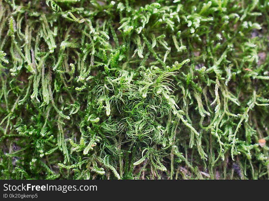 Plant, Grass, Non Vascular Land Plant, Moss