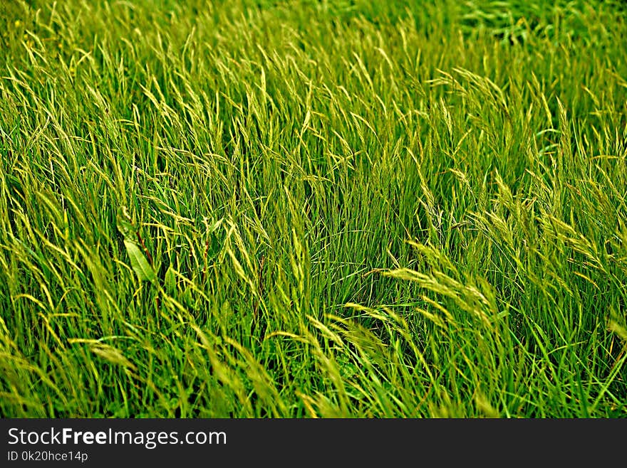 Grass, Grassland, Vegetation, Field