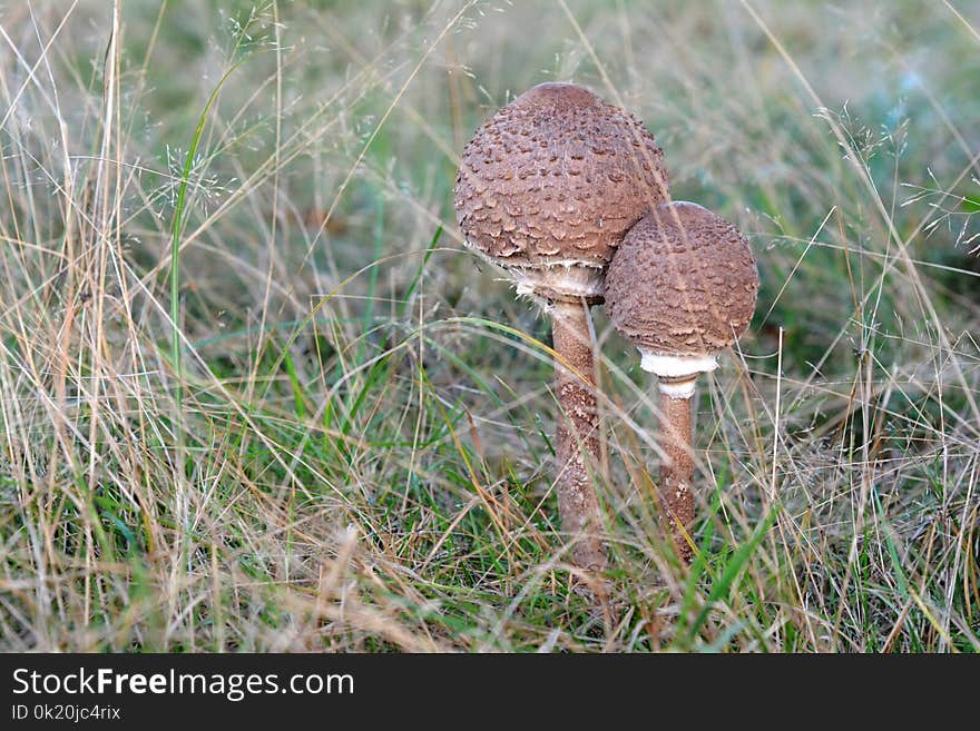 Mushroom, Fungus, Grass, Edible Mushroom