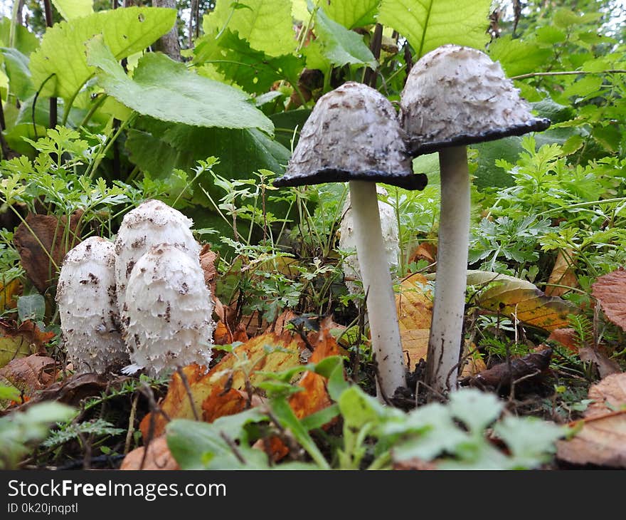 Fungus, Mushroom, Penny Bun, Edible Mushroom