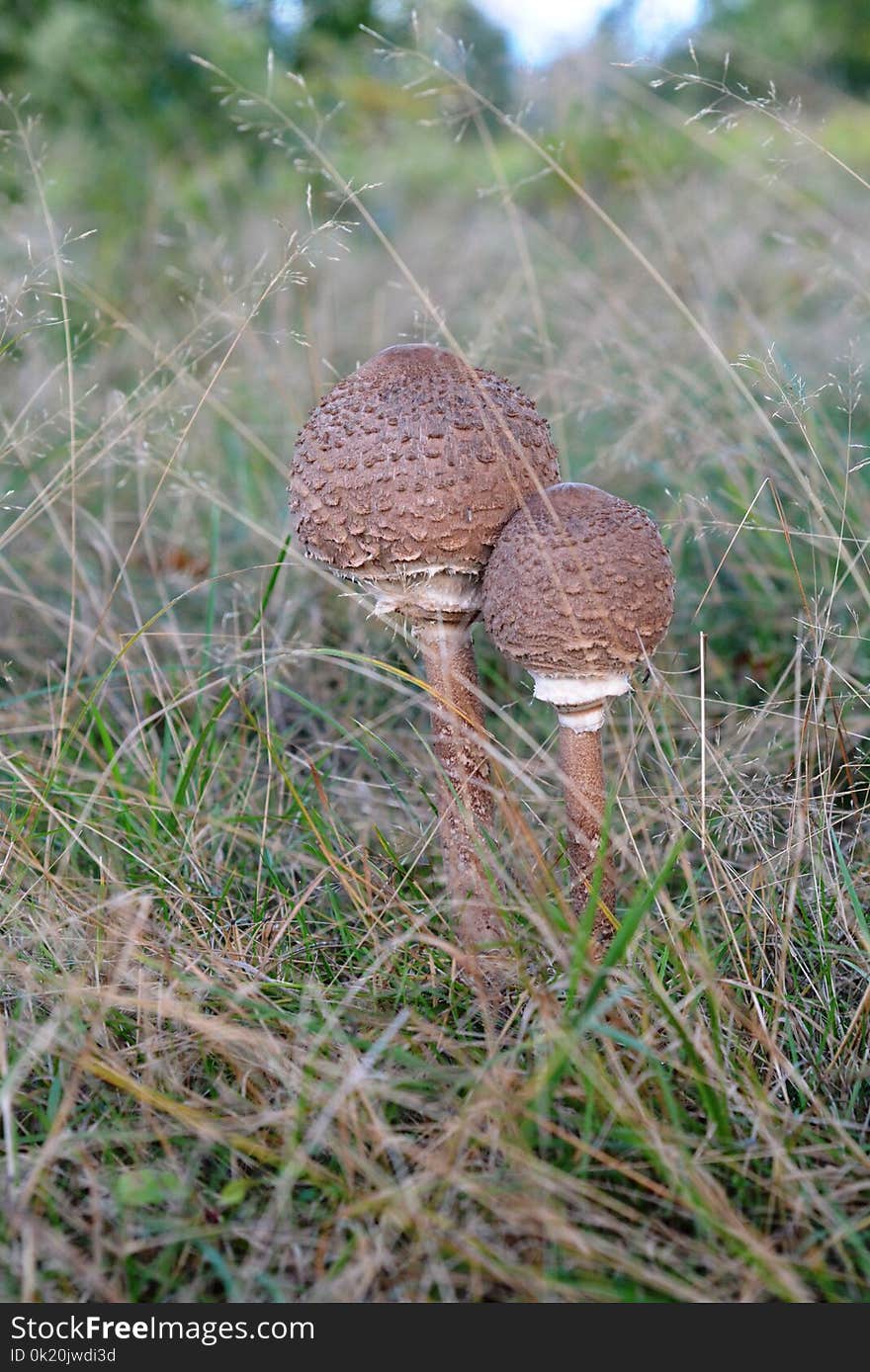 Mushroom, Fungus, Grass, Edible Mushroom