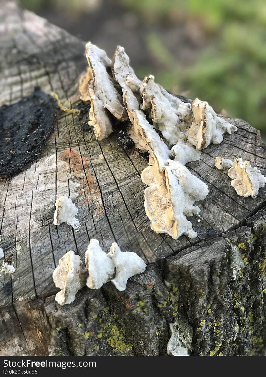 Fungus, Wood, Tree