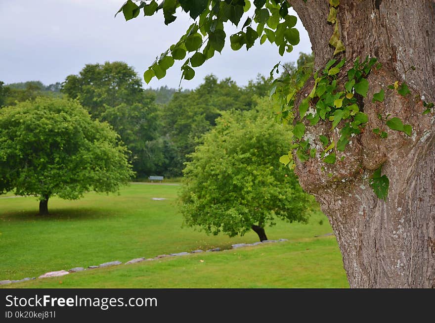 Tree, Vegetation, Nature Reserve, Grass