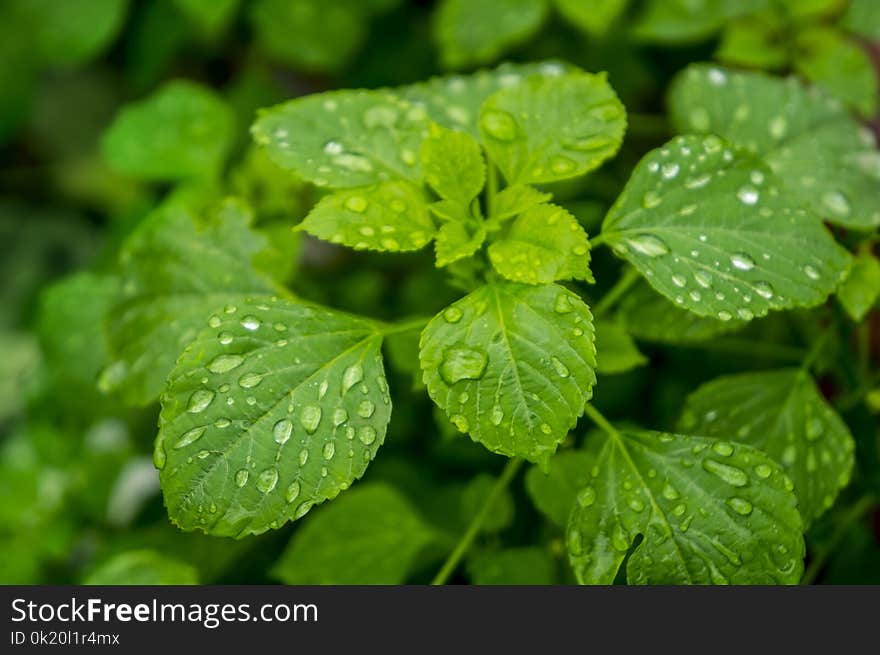 Leaf, Plant, Water, Drop