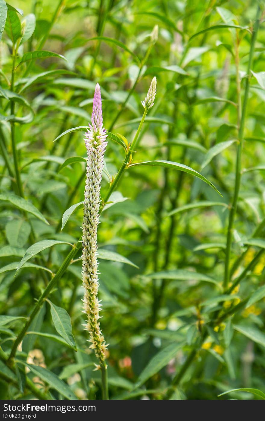 Plant, Flora, Grass, Grass Family