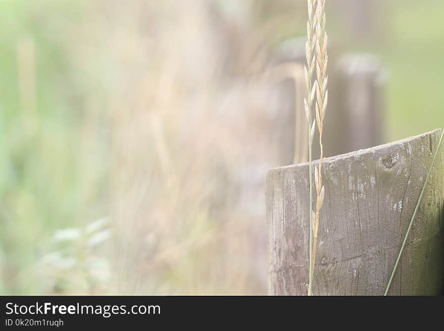 Grass, Wood, Close Up, Grass Family