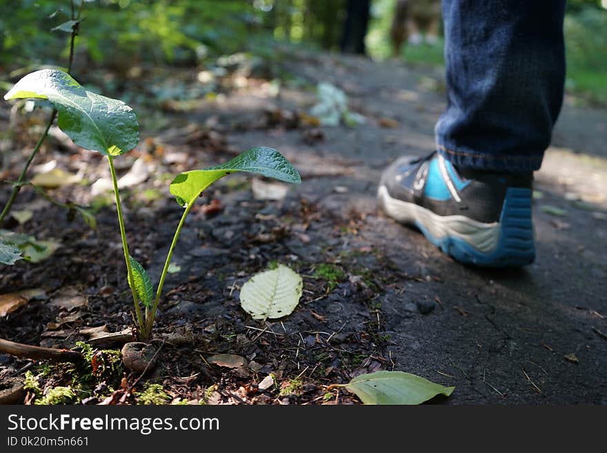 Leaf, Plant, Grass, Tree