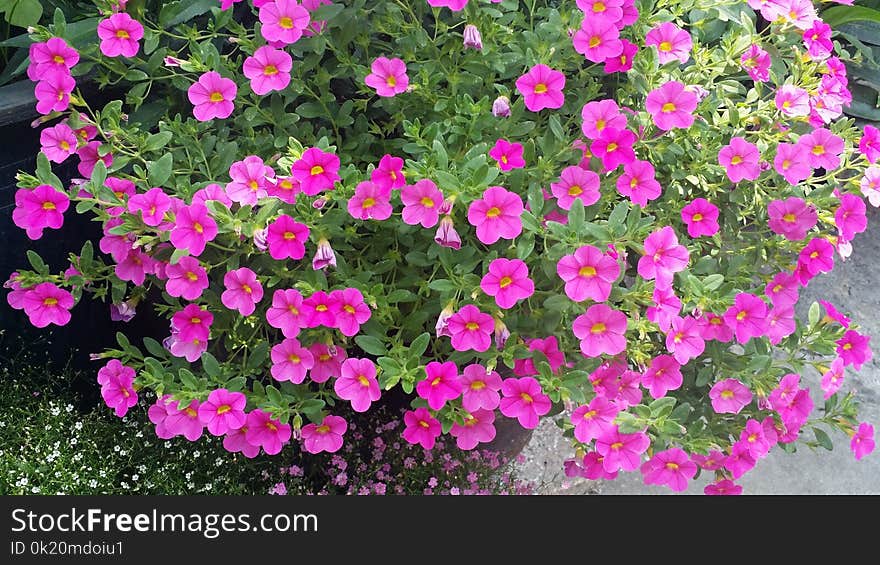 Plant, Flower, Pink, Flowering Plant