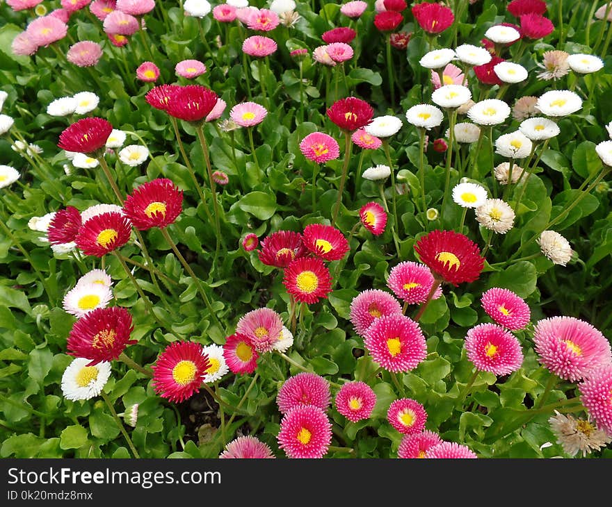 Flower, Plant, Flowering Plant, Daisy