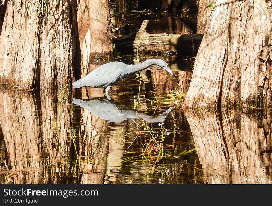 Water, Reflection, Tree, Woody Plant