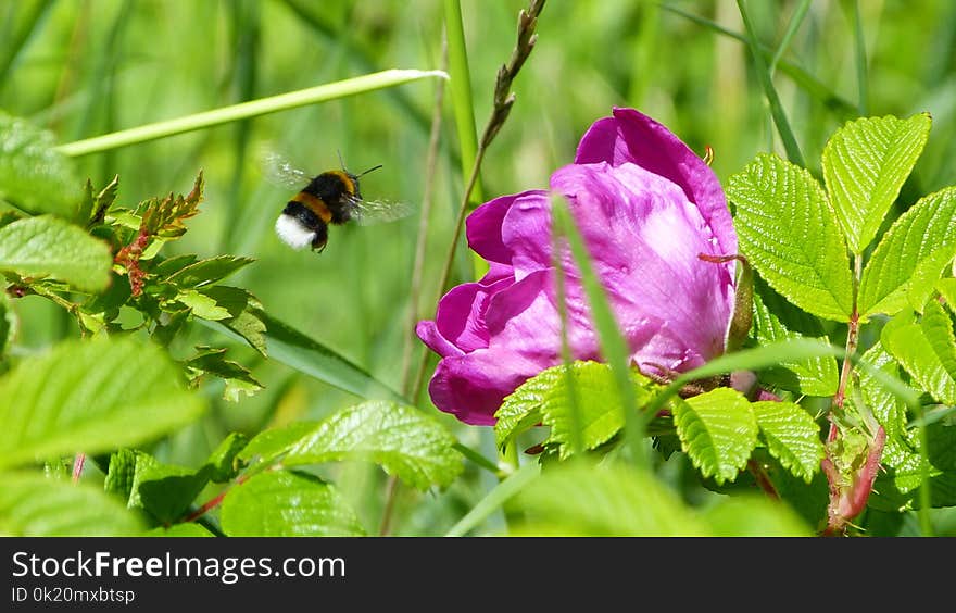 Insect, Flower, Nectar, Bee