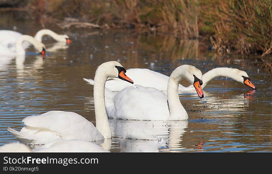 Bird, Swan, Water Bird, Waterway