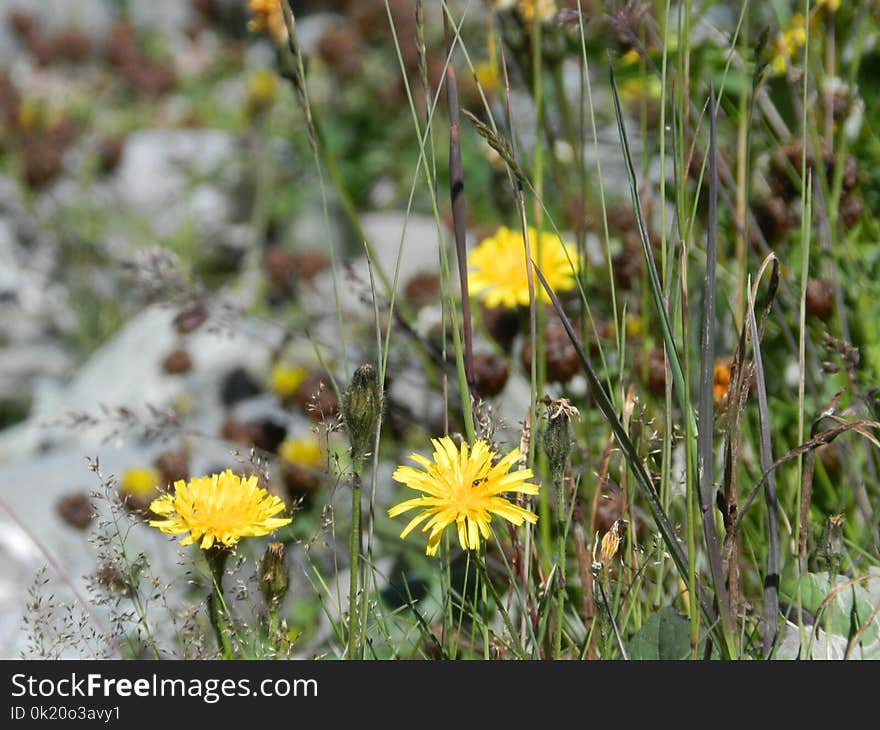 Flower, Flora, Plant, Wildflower