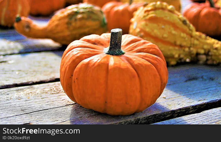 Winter Squash, Vegetable, Cucurbita, Calabaza