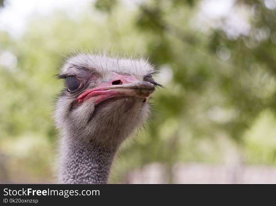 Ostrich, Beak, Ratite, Bird