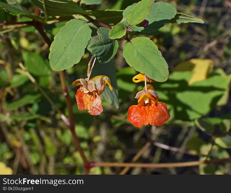 Flora, Plant, Flower, Flowering Plant