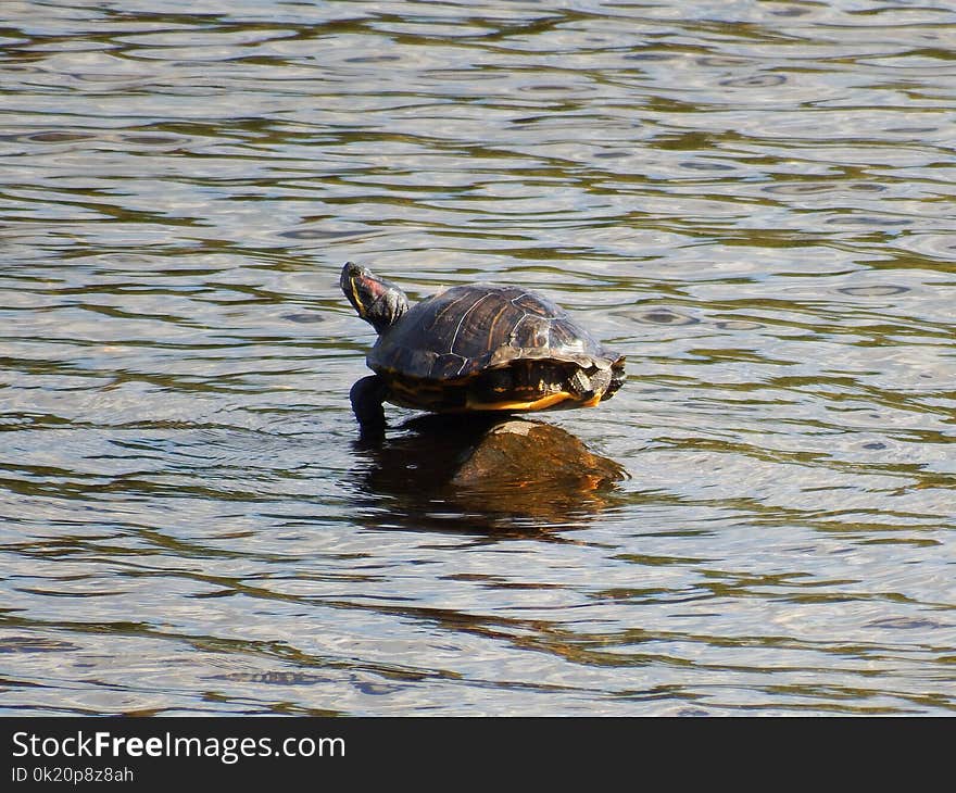 Turtle, Water, Tortoise, Fauna