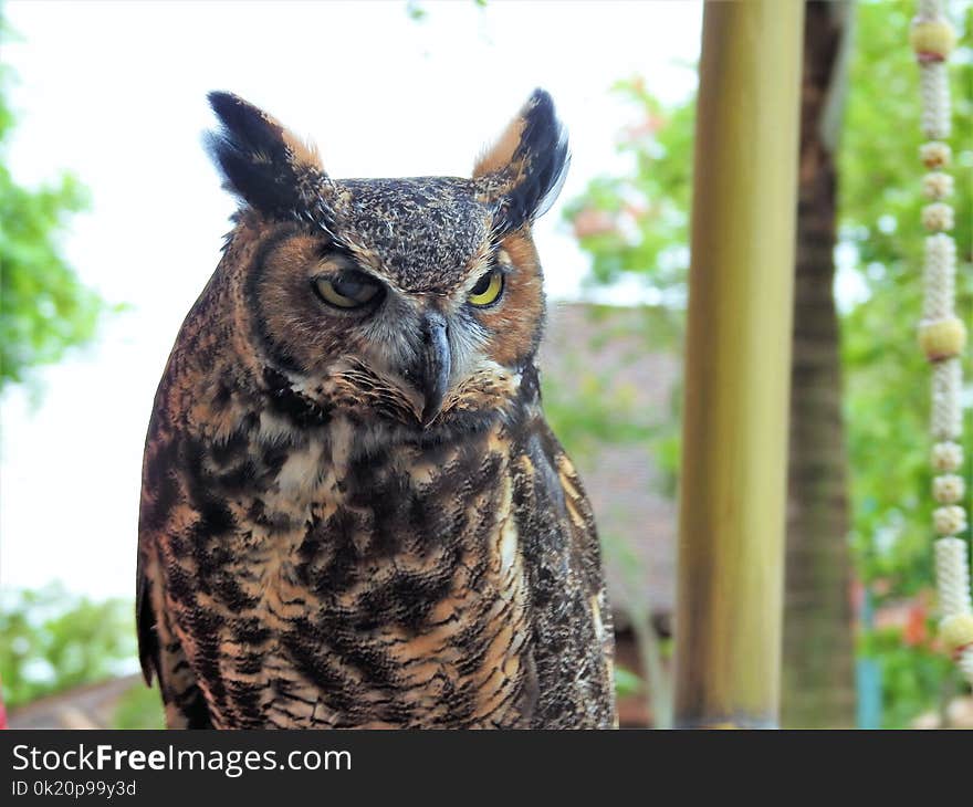 Owl, Fauna, Bird, Beak