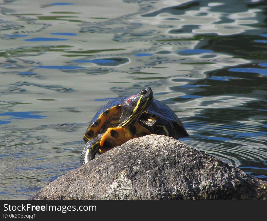 Turtle, Water, Tortoise, Sea Turtle