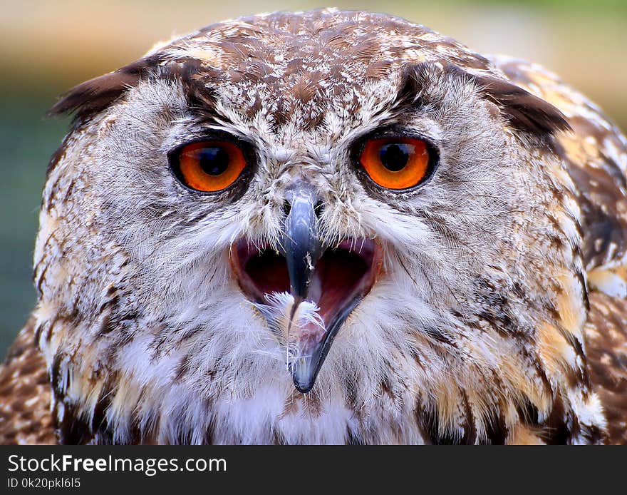 Owl, Beak, Bird Of Prey, Bird