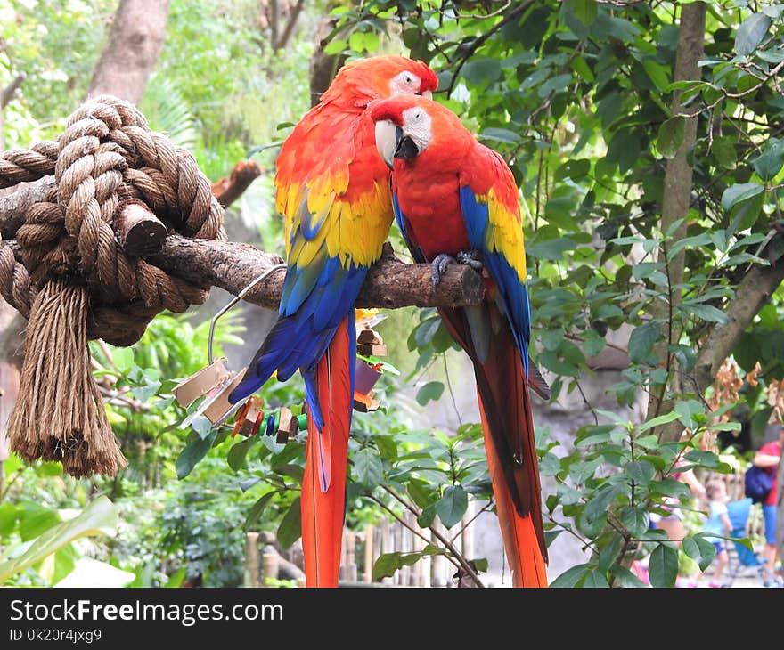 Bird, Macaw, Parrot, Fauna