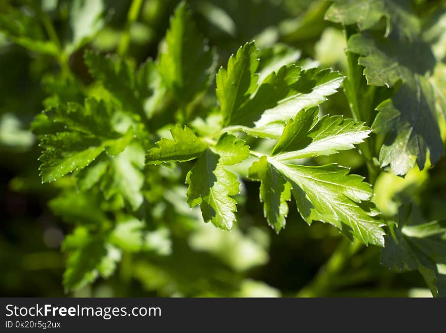 Leaf, Plant, Leaf Vegetable, Herb