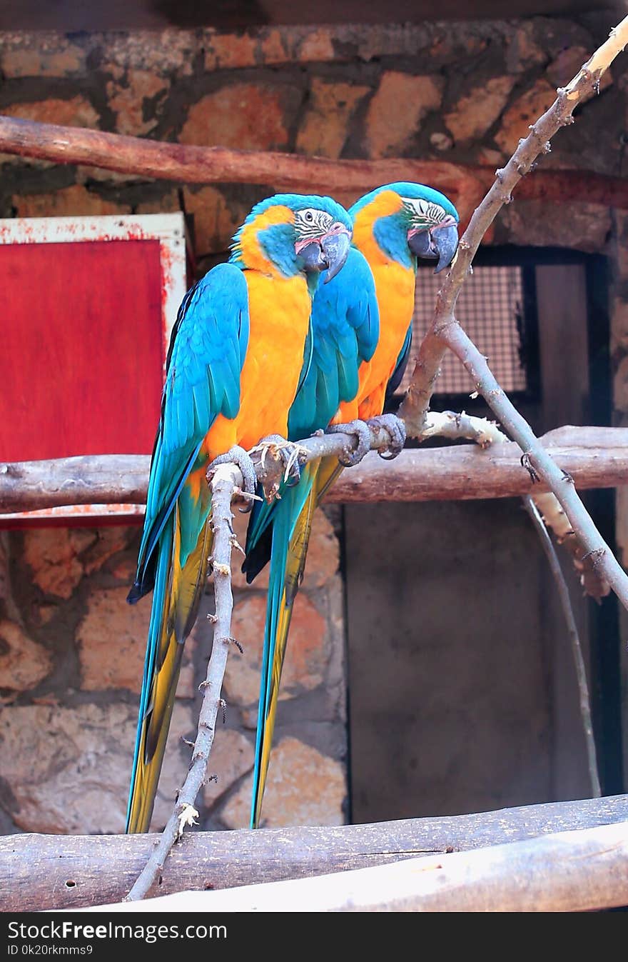 Macaw, Parrot, Bird, Fauna